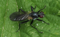cf-Cordilura-ciliata